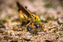 Anacridium aegyptium