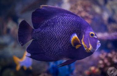 Aquarium (1)