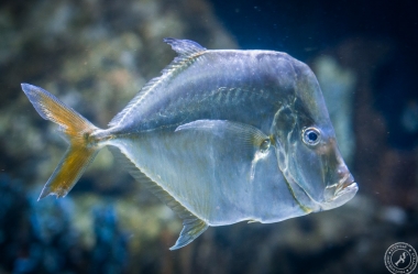 Aquarium (10)