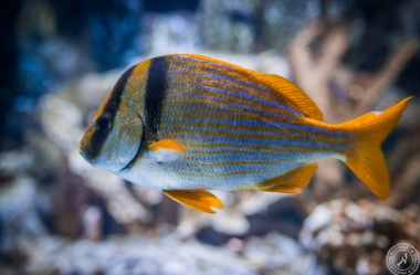Aquarium (11)