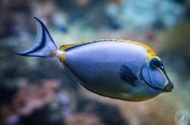 Aquarium (14)
