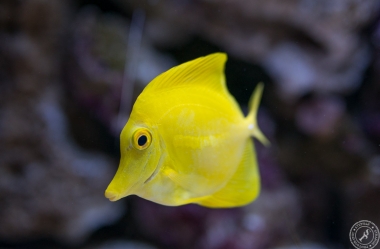 Aquarium (15)