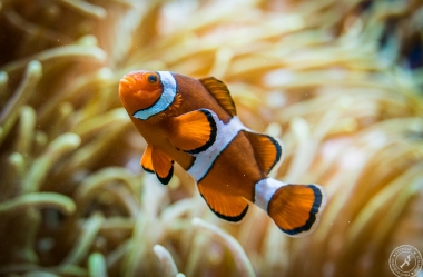 Aquarium (16)