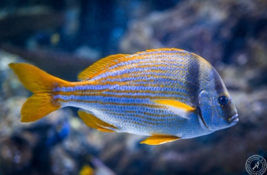 Aquarium (2)