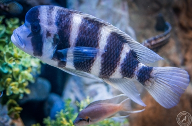 Aquarium (3)