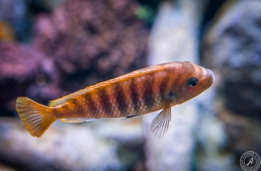 Aquarium (7)