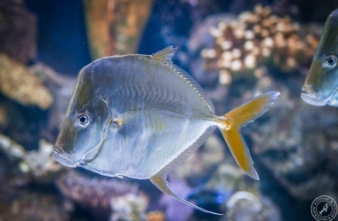 Aquarium (9)