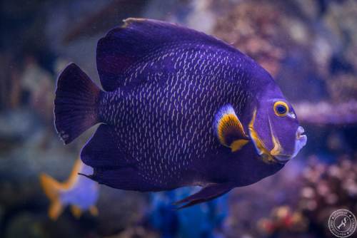 Aquarium (1)
