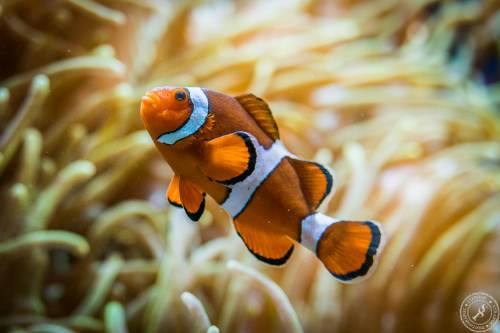 Aquarium (16)