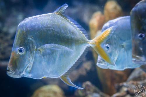 Aquarium (5)
