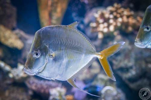 Aquarium (9)