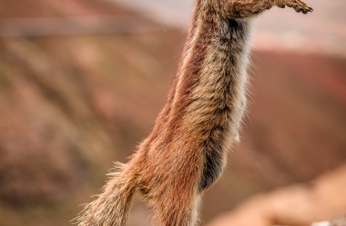 Atlashoernchen an der Küste von Fuerteventura