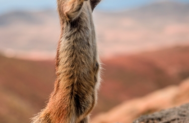 Atlashoernchen an der Küste von Fuerteventura
