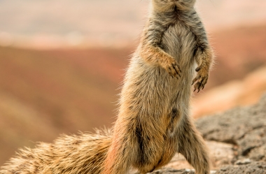 Atlashörnchen an der Küste von Fuerteventura