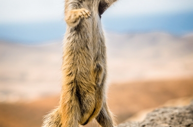 Atlashörnchen an der Küste von Fuerteventura