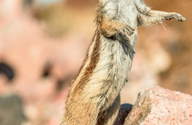 Atlashörnchen an der Küste von Fuerteventura