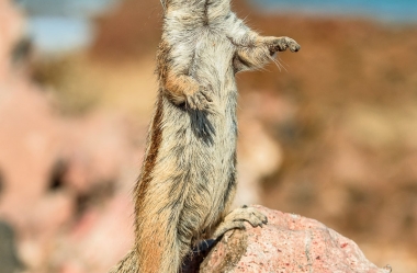 Atlashörnchen an der Küste von Fuerteventura