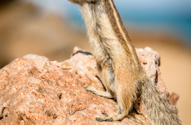 Atlashörnchen an der Küste von Fuerteventura