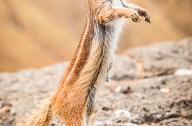 Atlashoernchen an der Küste von Fuerteventura