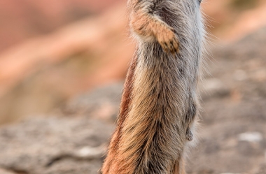 Atlashoernchen an der Küste von Fuerteventura