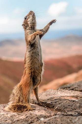 Atlashoernchen an der Küste von Fuerteventura