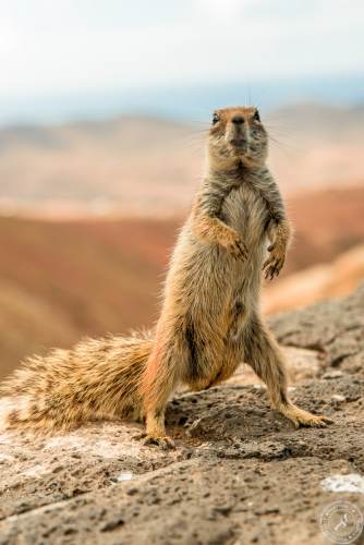 Atlashörnchen an der Küste von Fuerteventura