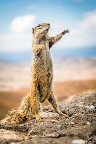 Atlashörnchen an der Küste von Fuerteventura