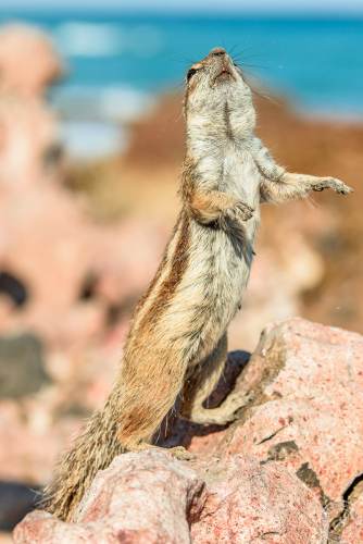 Atlashörnchen an der Küste von Fuerteventura