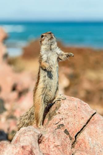 Atlashörnchen an der Küste von Fuerteventura