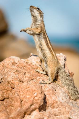 Atlashörnchen an der Küste von Fuerteventura