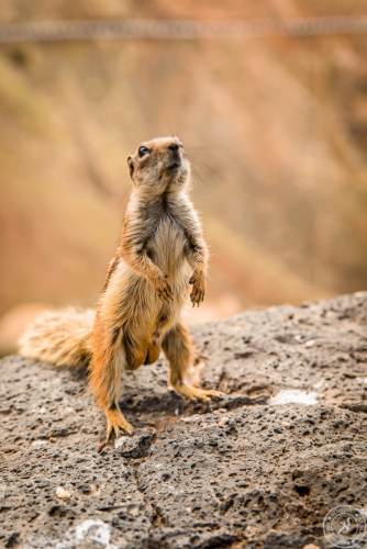 Atlashoernchen an der Küste von Fuerteventura