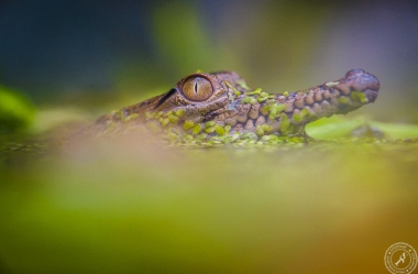 Australien-Krokodil (3)
