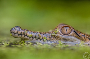 Australien-Krokodil (7)