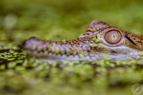 Australien-Krokodil (5)