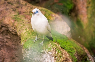 Bali Myna