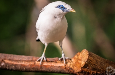 Bali Myna
