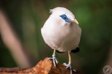 Bali Myna