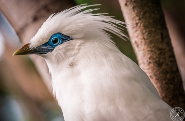 Bali Myna