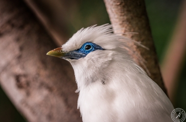 Bali Myna