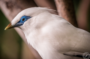 Bali Myna