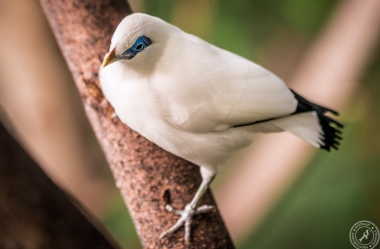 Bali Myna