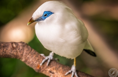 Bali Myna