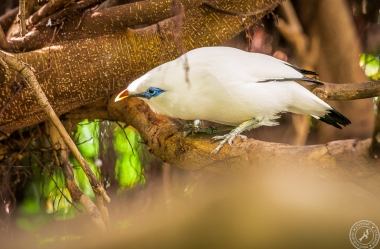 Bali Myna