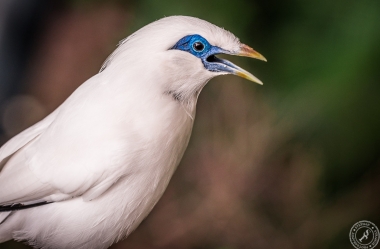 Bali Myna