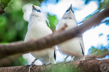 Bali Myna