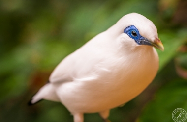 Bali Myna
