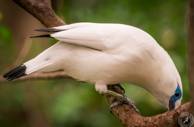 Bali Myna