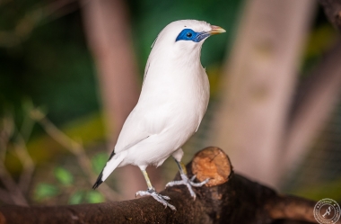 Bali Myna