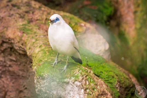 Bali Myna