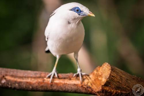 Bali Myna